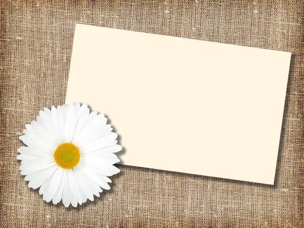 Een witte bloem met bericht-card — Stockfoto