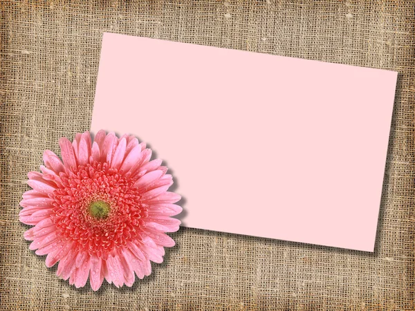 Uma flor rosa com cartão de mensagem — Fotografia de Stock