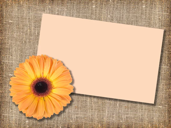 One orange flower with message-card — Stock Photo, Image