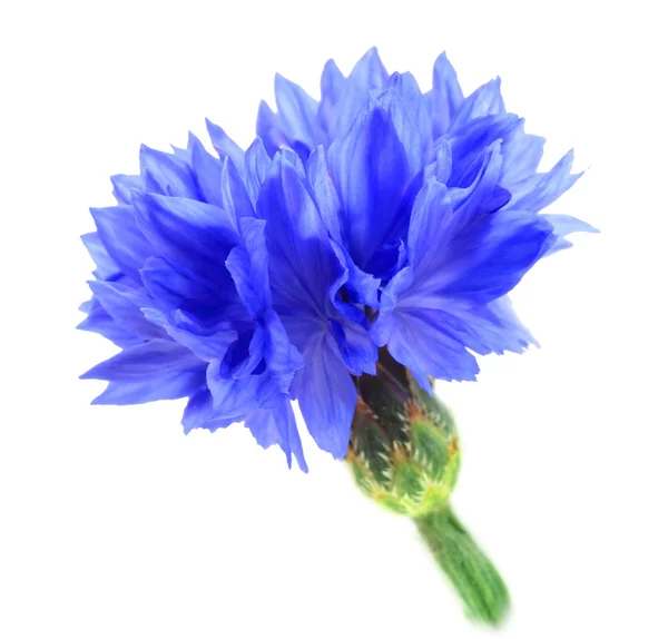 Una flor azul —  Fotos de Stock