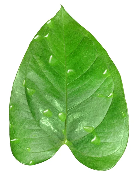 하나의 녹색 잎이 슬 — 스톡 사진