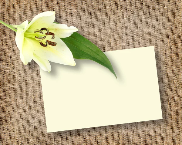 Une fleur blanche avec carte-message — Photo