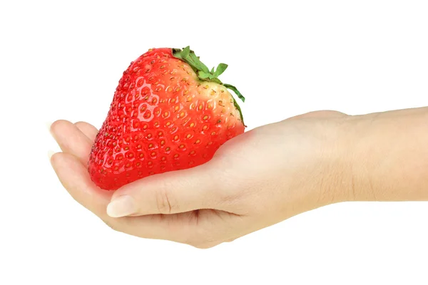 Super grosse fraise rouge à la main — Photo