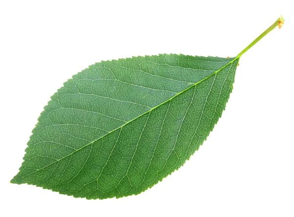Один зеленый лист — стоковое фото