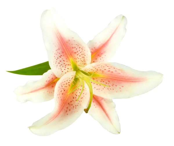 One white-pink lily with green leaf — Stock Photo, Image