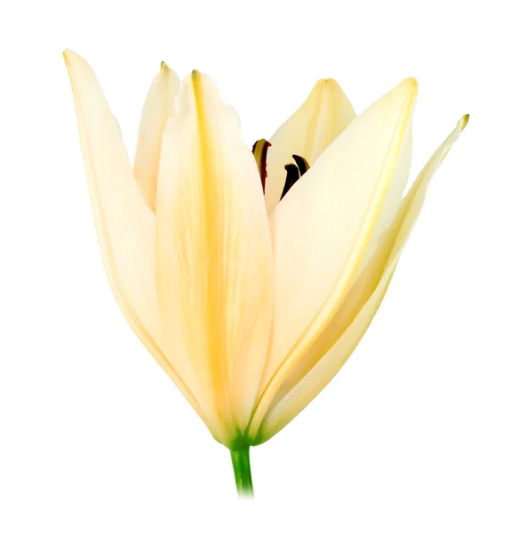 One white-yellow lily — Stock Photo, Image