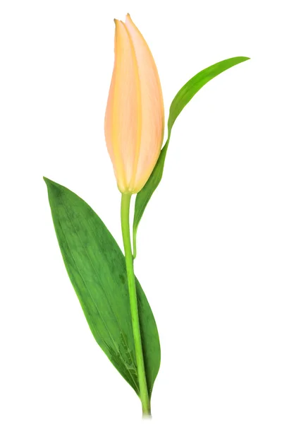 Jeden růžový bud květ s zelený list — Stock fotografie