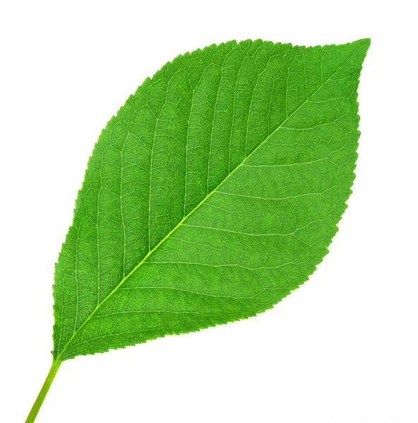 Один зеленый лист вишни — стоковое фото