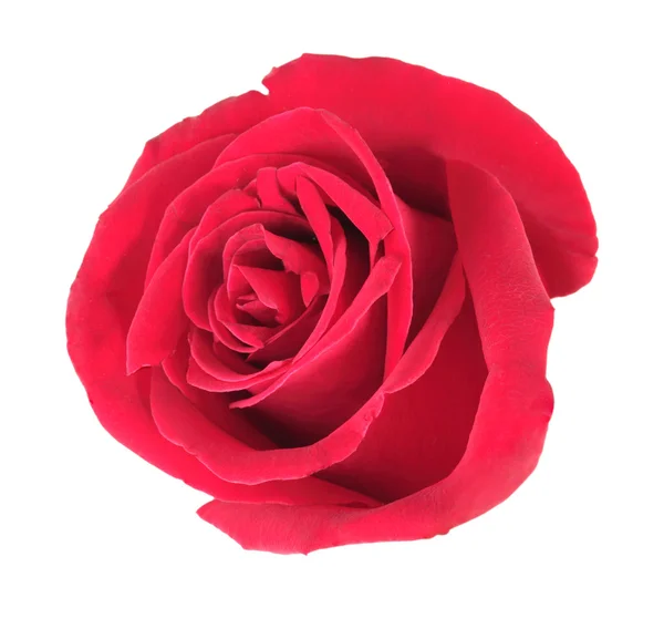 Uma rosa vermelha — Fotografia de Stock