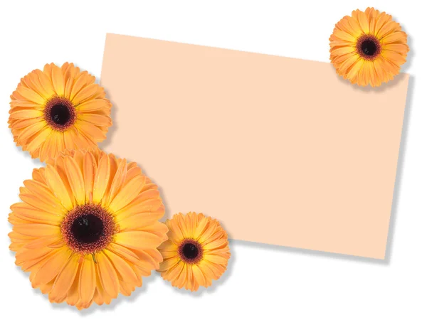 Один оранжевый цветок с открыткой — стоковое фото