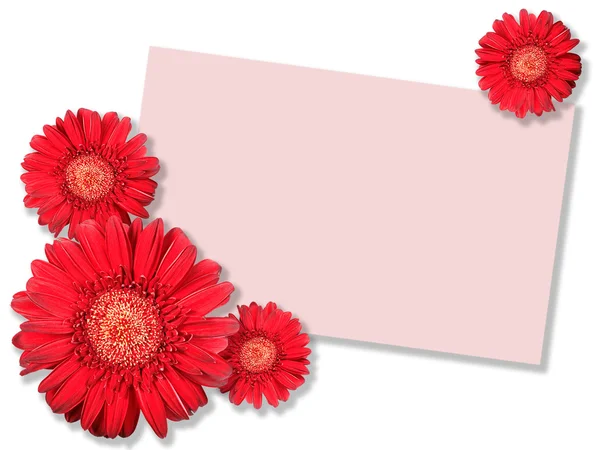Jeden červený květ s kartou zpráv — Stock fotografie