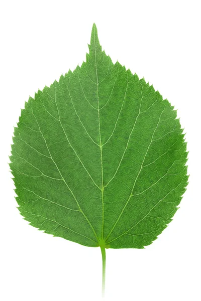 Один зеленый лист липы — стоковое фото