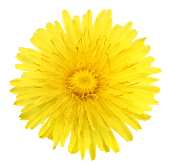 One yellow flower of dandelion — Stock Photo, Image