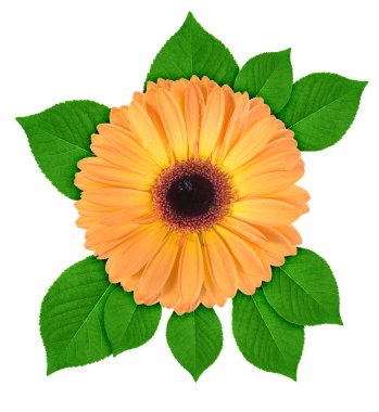 One orange flower with green leaf clipart