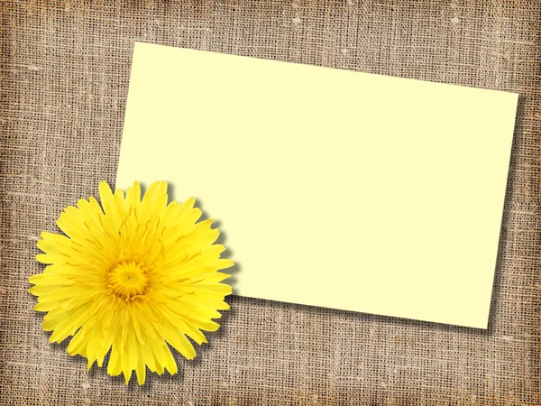 One yellow dandelion-flower with message-card — Stock Photo, Image