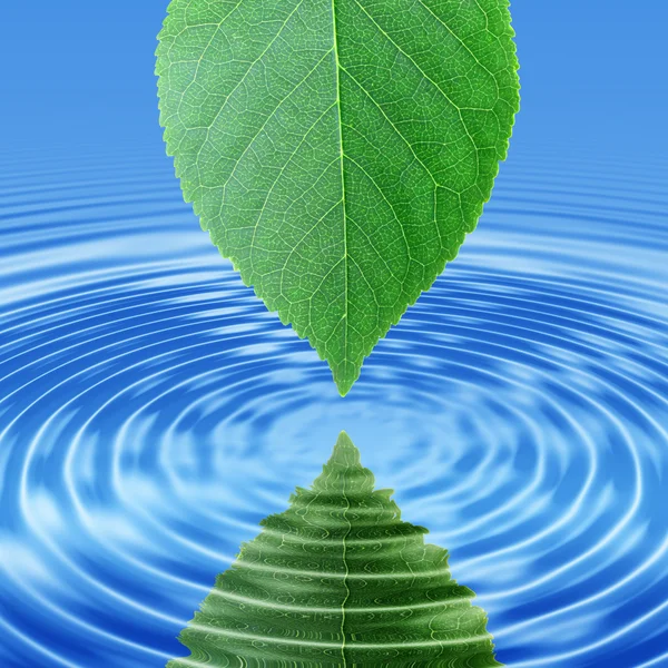 Αντικατοπτρίζουν το πράσινο φύλλο στο μπλε νερό — Φωτογραφία Αρχείου