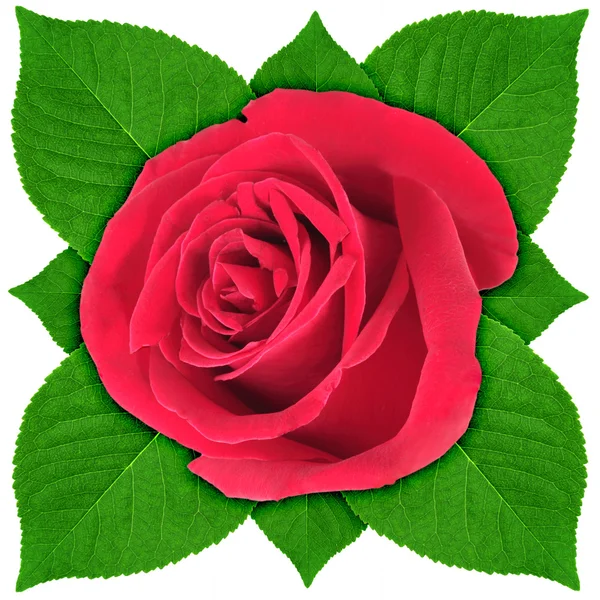 一朵红玫瑰绿叶与 — 图库照片