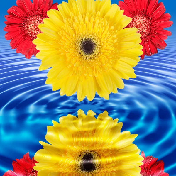 Odraz květin v modré vodě — Stock fotografie