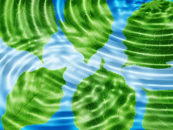 Grünes Blatt unter blauem Wasser — Stockfoto
