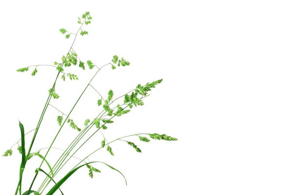 Białe tło z jednego oddziału zielona trawa — Zdjęcie stockowe