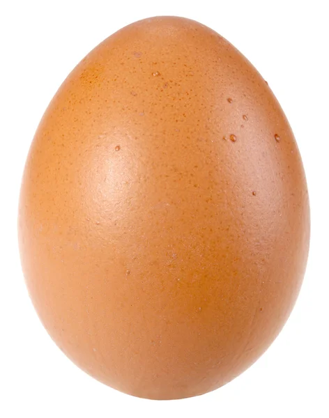 Tylko jeden brązowy ptak jaj — Zdjęcie stockowe