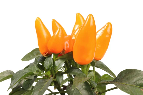 Group of a decorative orange peppers — Stock Photo, Image