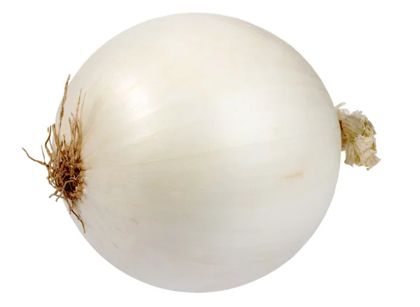 Singola una cipolla fresca bianca — Foto Stock