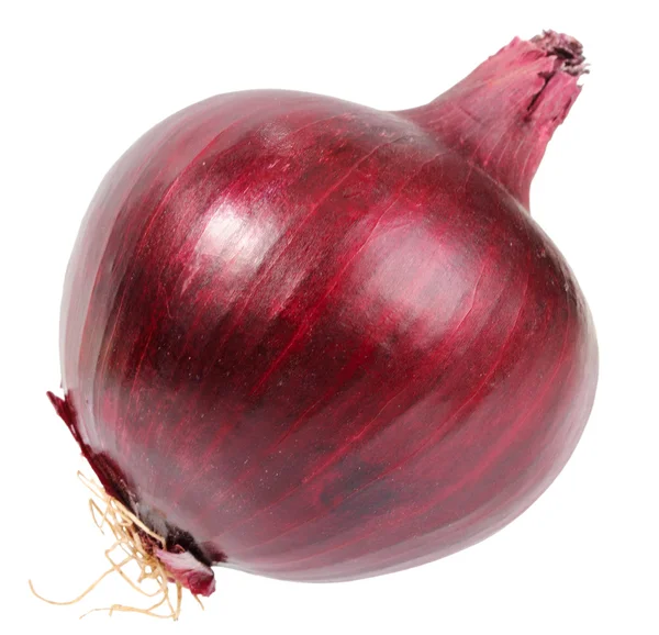Único uma cebola fresca vermelho-escura — Fotografia de Stock