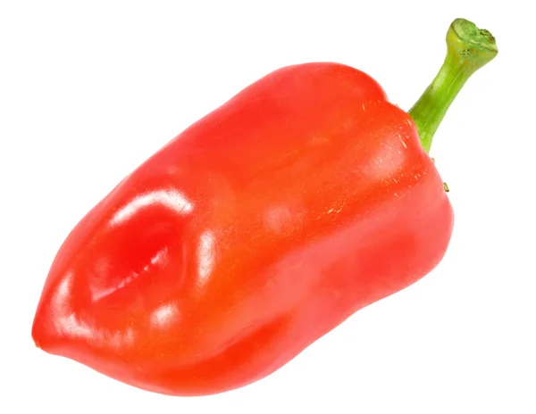 Single red fresh pepper — Stock Photo, Image