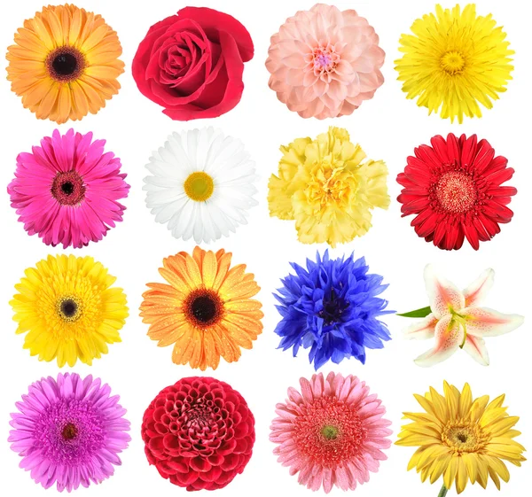 Set bloemen — Stockfoto