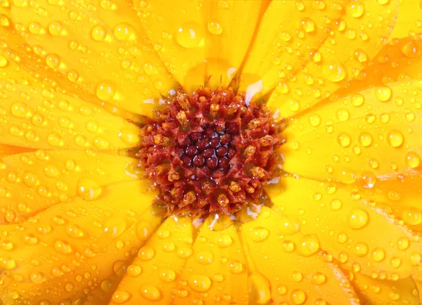 Flor naranja de caléndula con rocío — Foto de Stock