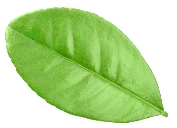 감귤 나무의 1 개의 녹색 잎 — 스톡 사진