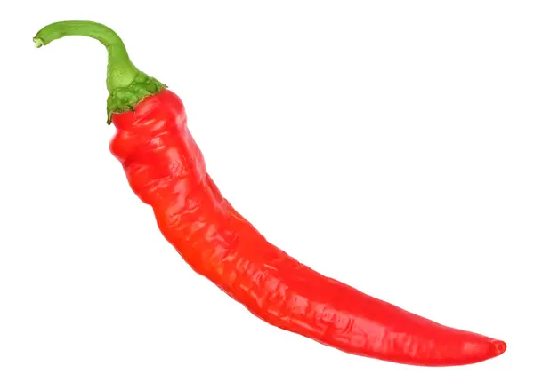 Single red fresh chilli-pepper — Stock Photo, Image
