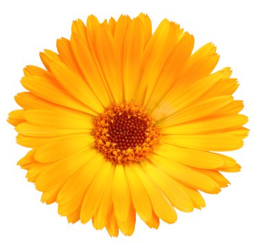 One orange flower of calendula clipart