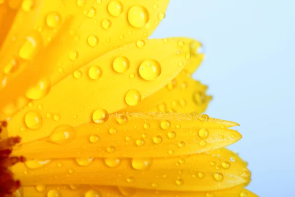 Flor de laranja de calêndula com orvalho — Fotografia de Stock