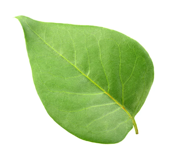 Uma folha verde — Fotografia de Stock