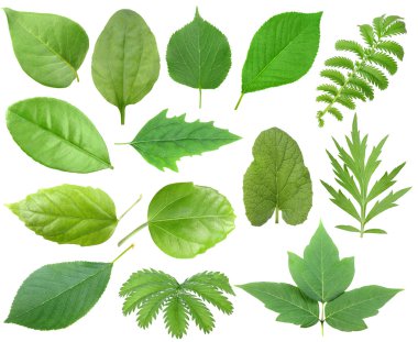 Set of green leaf clipart