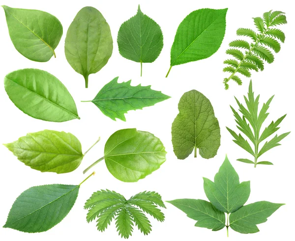녹색 잎의 세트 — 스톡 사진