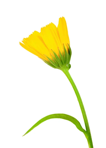 One yellow flower of calendula — Stock Photo, Image