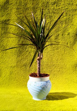 Dracaena bitkisi