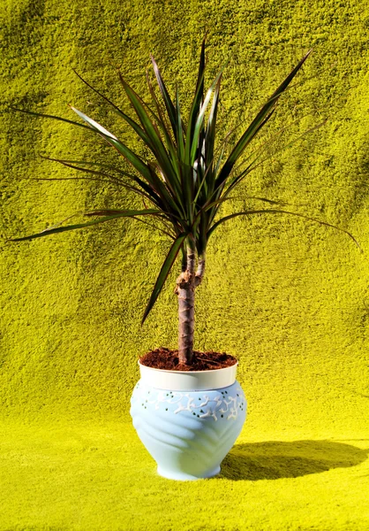 Planta Dracaena — Fotografia de Stock