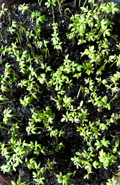Background of seedlings — Stock Photo, Image