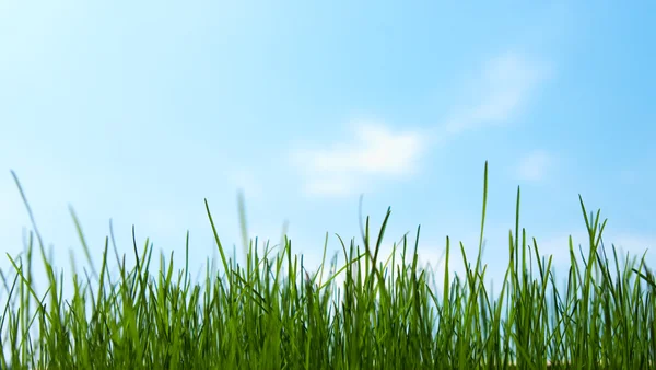 Yeşil Çimen ve Mavi Gökyüzü — Stok fotoğraf