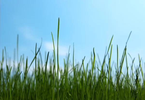 Groen gras groeien — Stockfoto