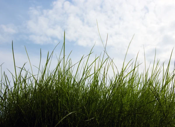 成長する草のクローズ アップ — ストック写真