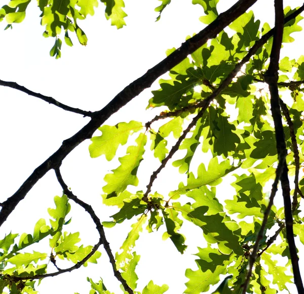 Branche chêne isolée — Photo