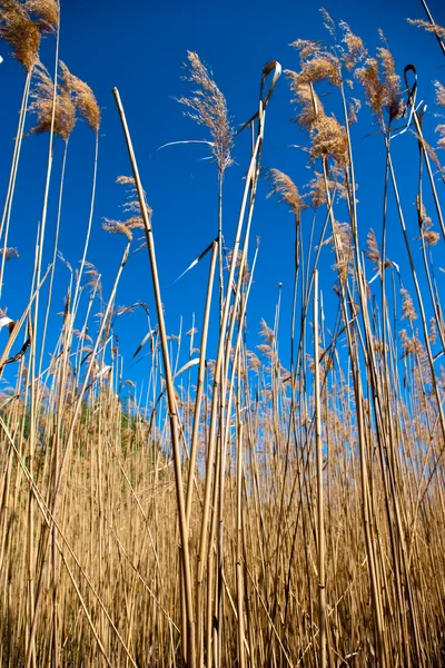 High dry reed — Stock Photo, Image