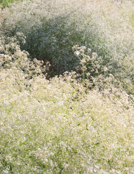 Lichte veld bloemen — Stockfoto