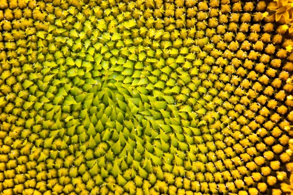 Macro sunflower — Stock Photo, Image