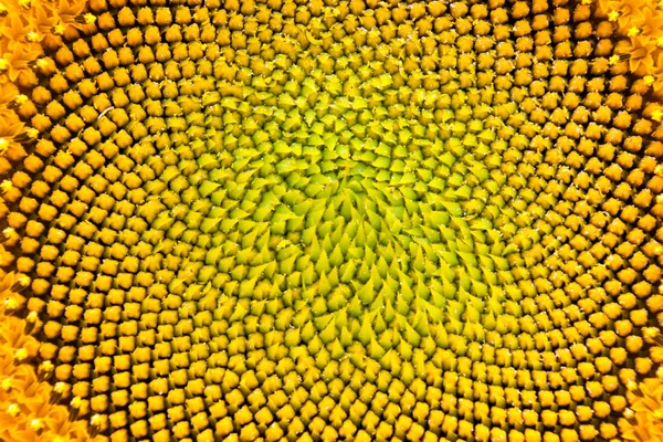 Macro sunflower — Stock Photo, Image